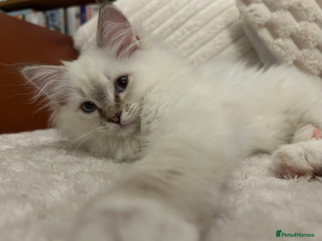 Ragdoll cats for sale: Ragdoll Kitten TICA chocolate tabby cherubim - Advert 20