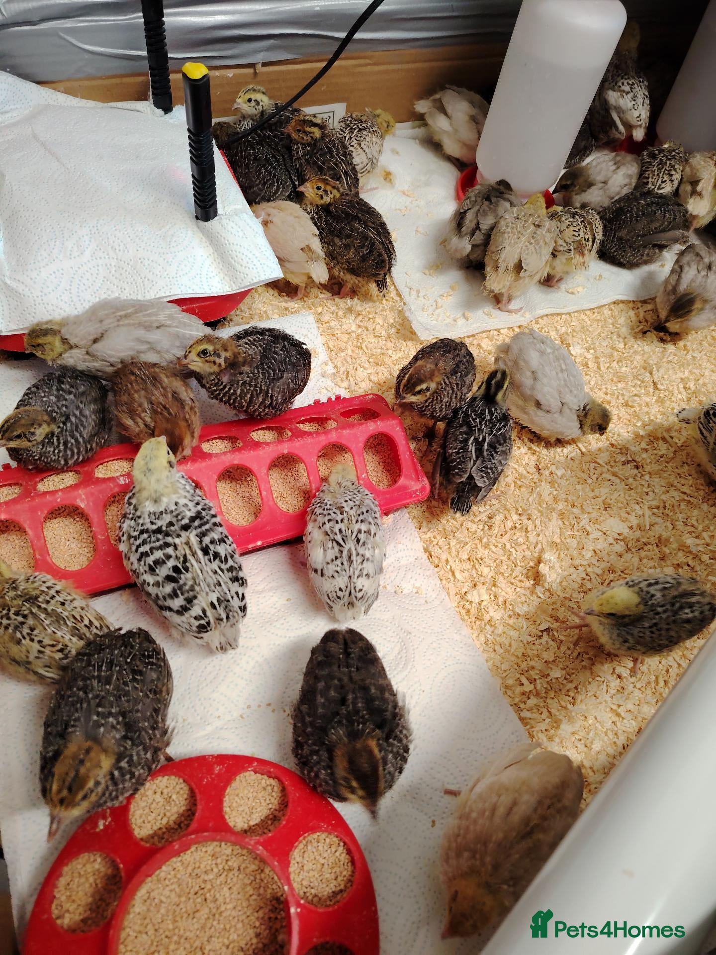 Quail poultry for sale: 🐣Mixed Colour Quail – Males & Females in November - Advert 1