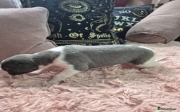 Whippet dogs for sale: Stunning KC Registered Blue Whippet Puppies - Image 16