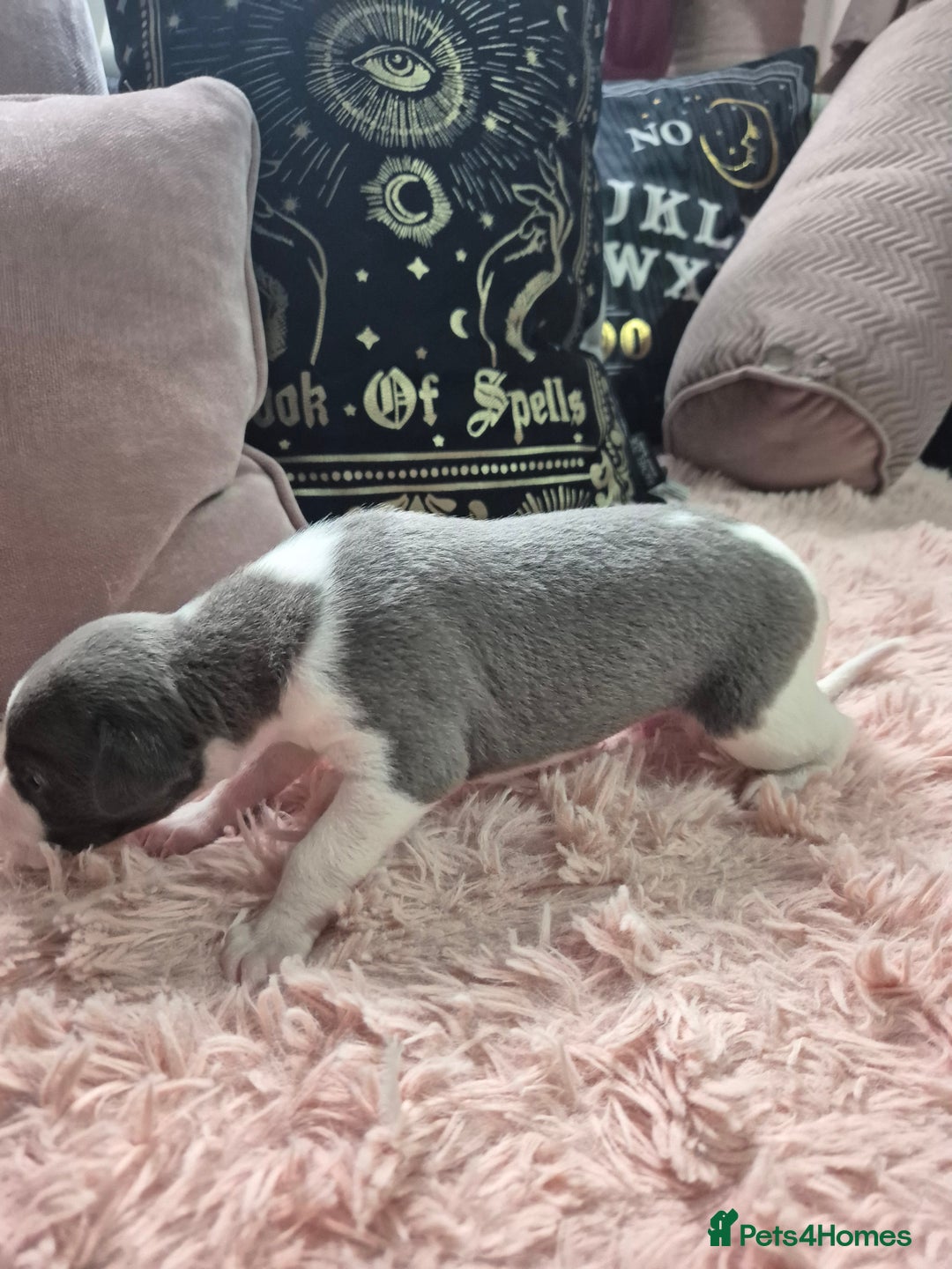 Whippet dogs for sale: Stunning KC Registered Blue Whippet Puppies - Image 16