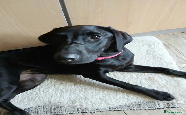 Labrador Retriever dogs - Advert 9