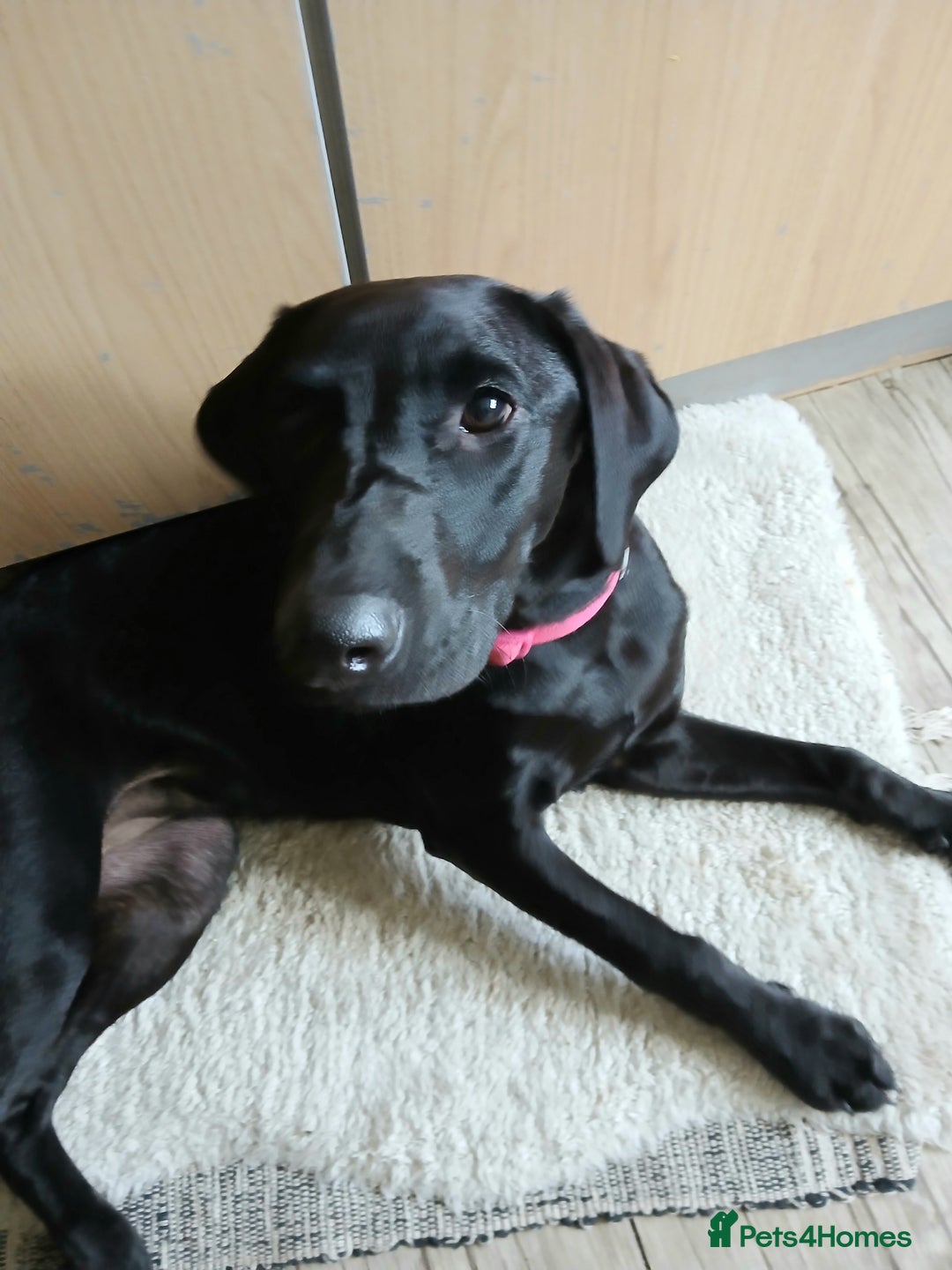 Labrador Retriever dogs for sale: Labrador puppy is looking for her forever home - Image 1
