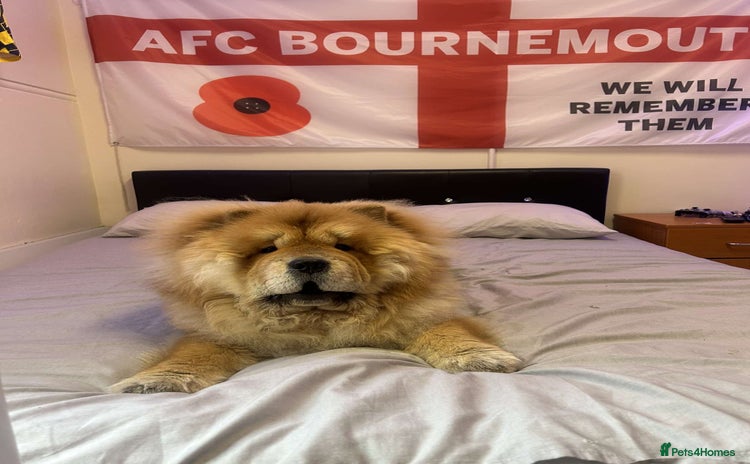 Chow Chow dogs - Advert 5