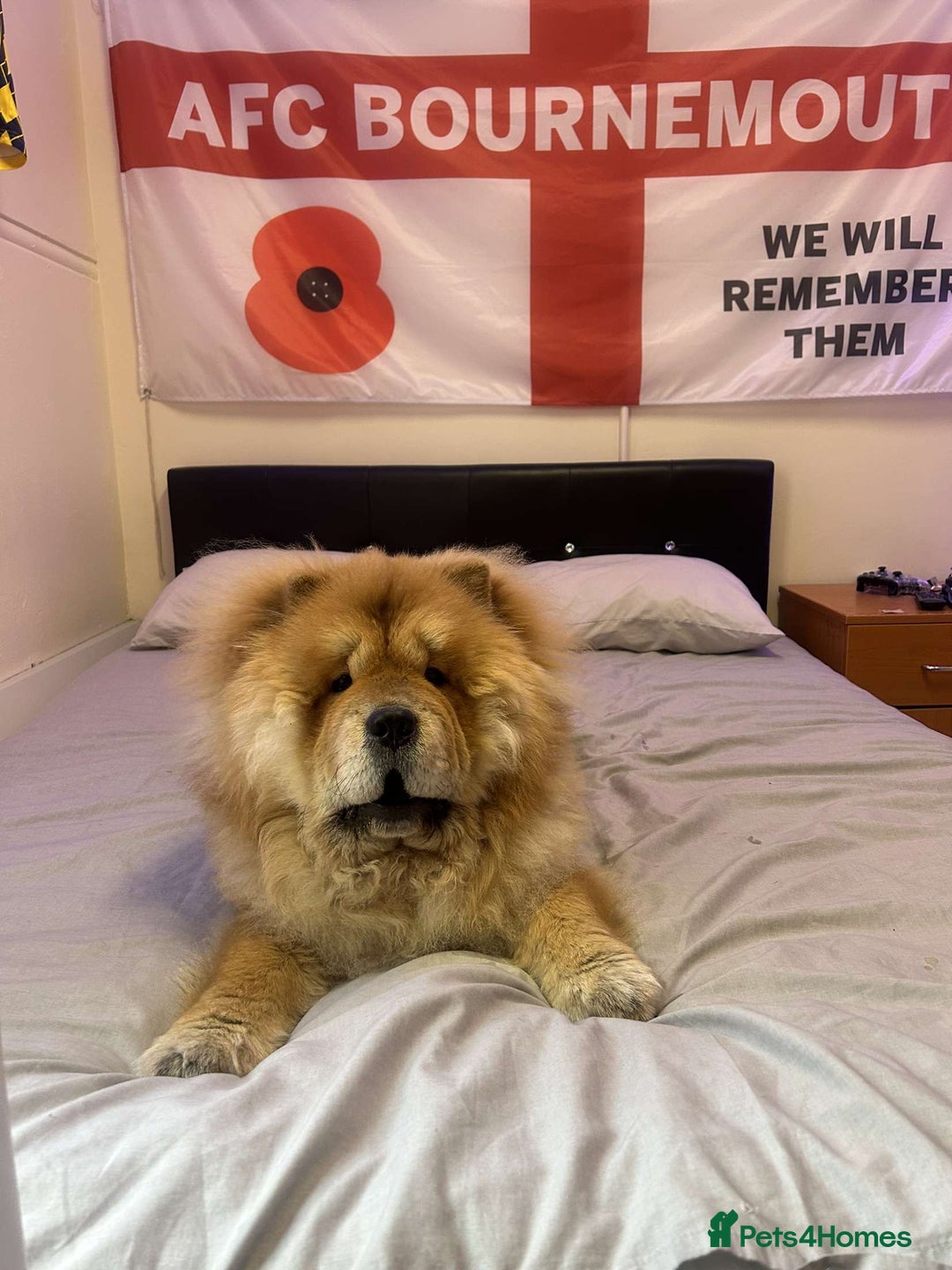 Chow Chow dogs for sale: Rex, CHOW CHOW - Image 1