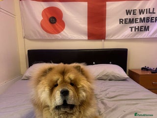 Chow Chow dogs - Advert 34