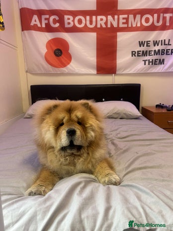 Chow Chow dogs - Advert 14