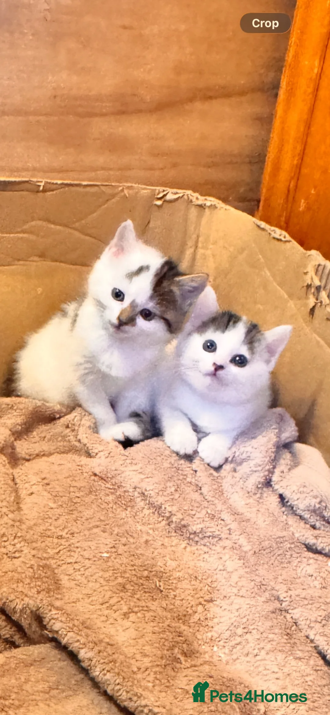 British Shorthair cats for sale: Beautiful kittens  in Robertsbridge - Advert 8