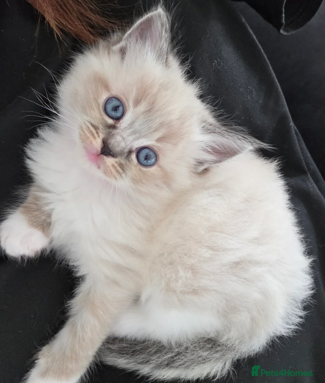 Ragdoll cats for sale: Gorgeous Ragdoll Kittens - Advert 13