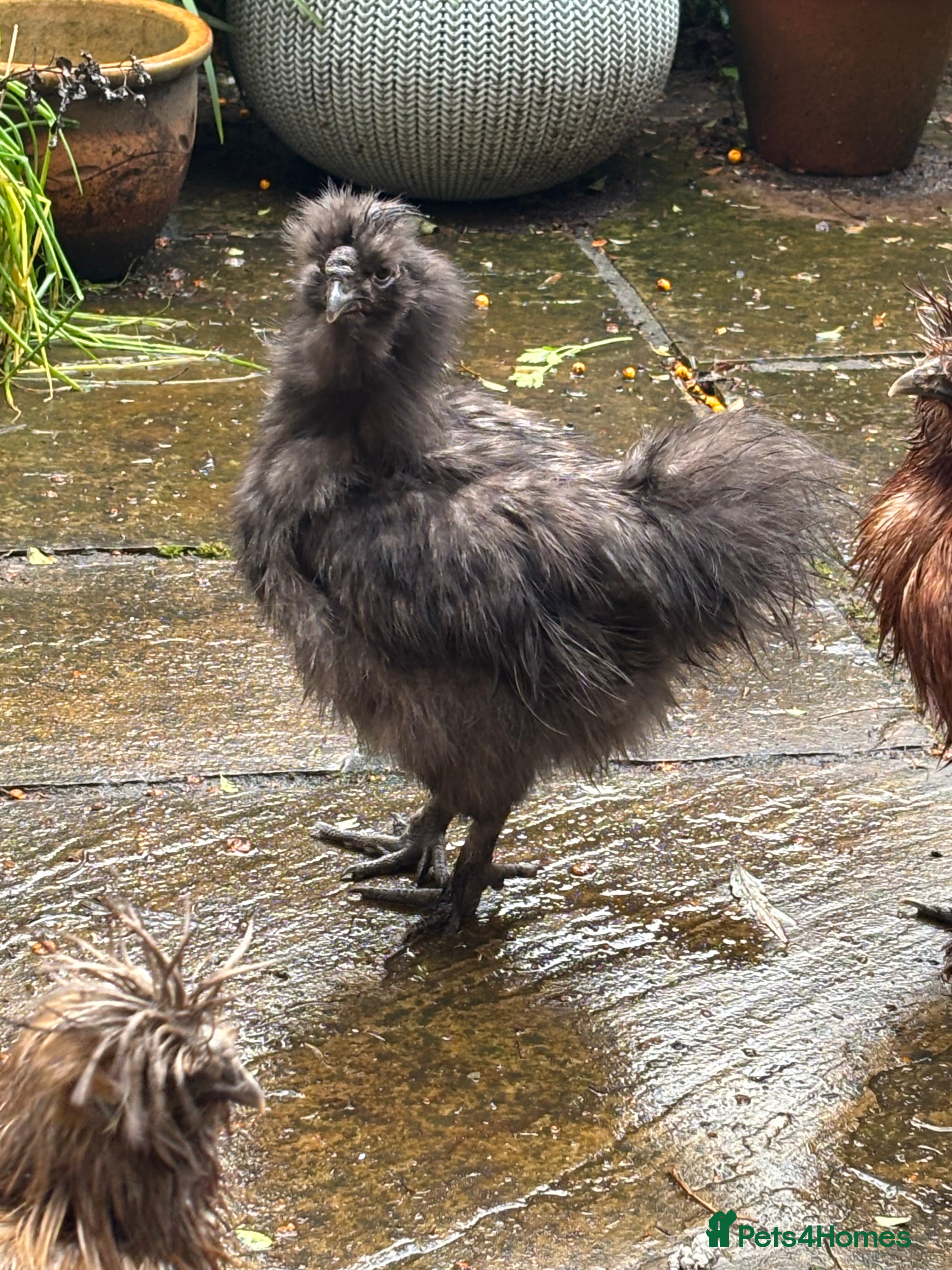 Chickens poultry Silkie bantam cockerel - Advert 5