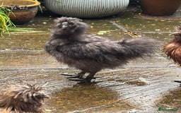 Chickens poultry for sale: Silkie bantam cockerel - Image 1
