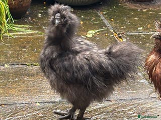 Chickens poultry Silkie bantam cockerel - Advert 7