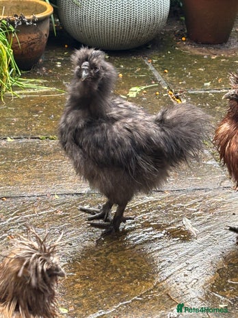Chickens poultry - Advert 1