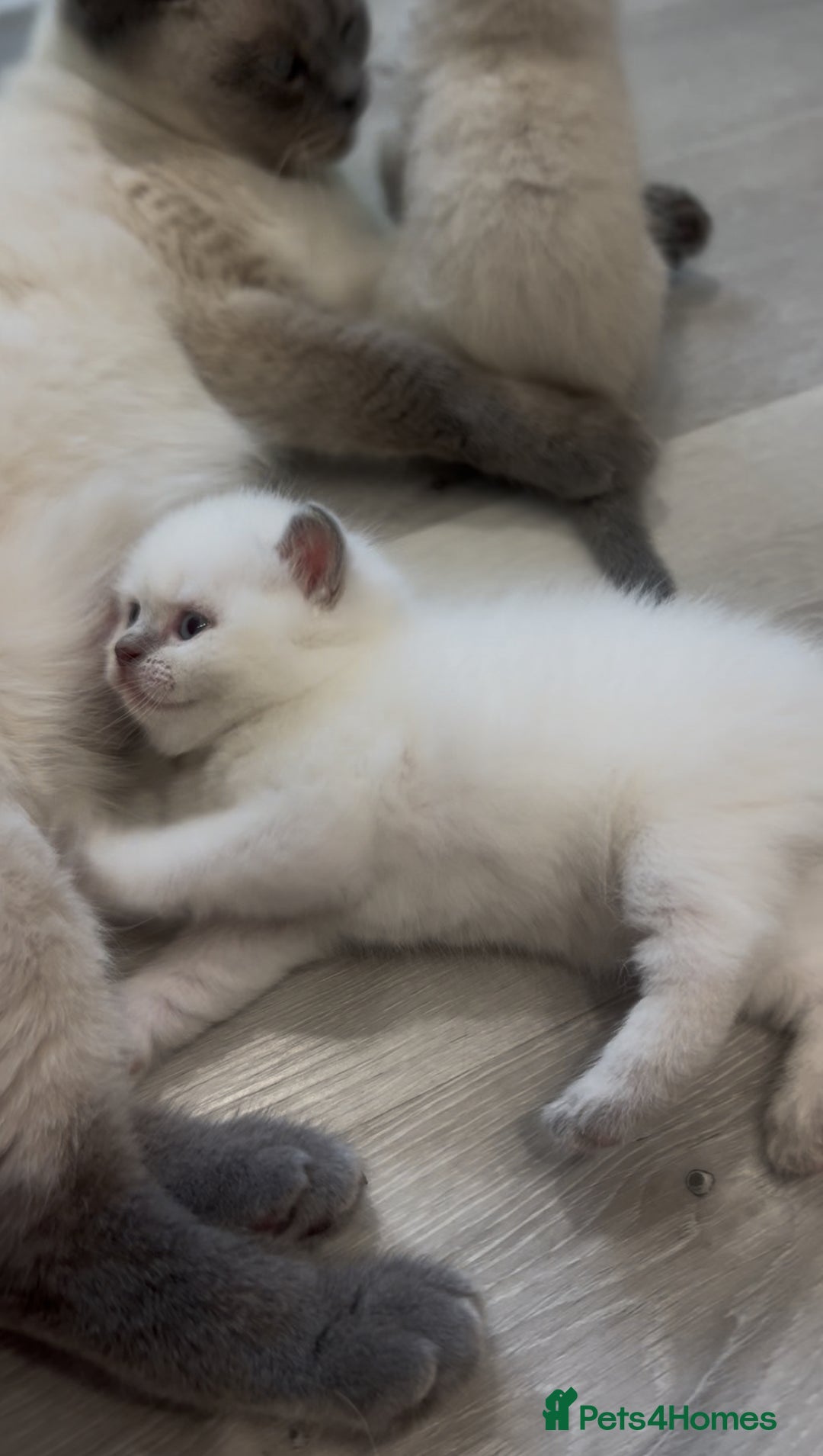 British Shorthair cats for sale: Exceptional GCCF Colourpointed British shorthaired in Ingatestone - Image 12