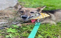 Mixed Breed dogs for adoption: 💖🐶 JOYA 🐶💖 - Image 10