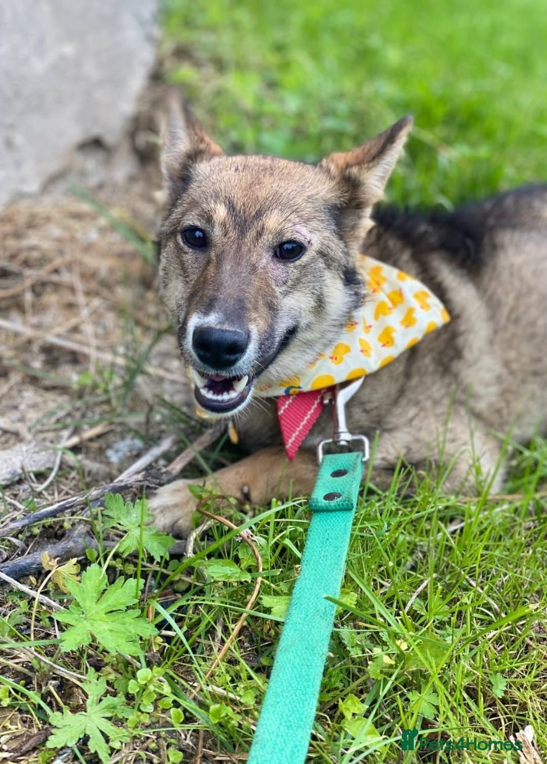 Mixed Breed dogs for adoption: 💖🐶 JOYA 🐶💖 - Image 10