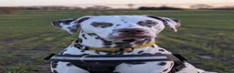Dalmatian dogs for stud: 100% LIVER SPOTTED DALMATIAN STUD - Advert 7