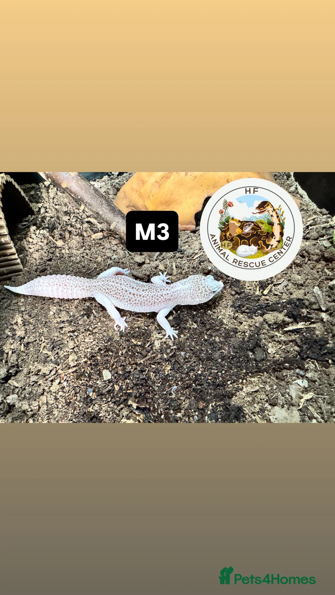 Gecko reptiles for sale: Lizards for rehome  - lot to choose from  in Nottingham - Advert 10
