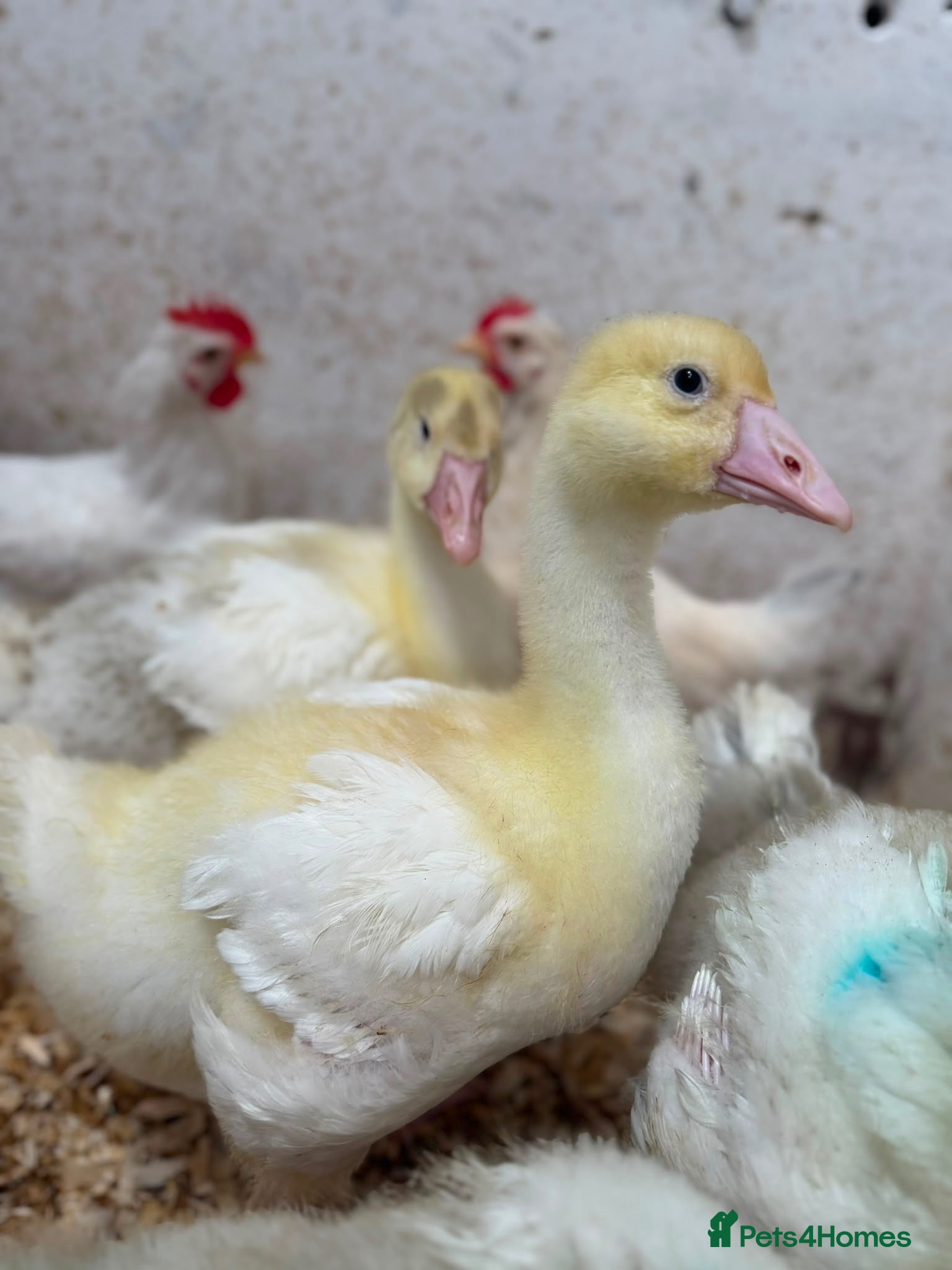 Geese poultry Emden Goslings Available - Advert 2