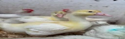 Geese poultry for sale: Emden Goslings Available - Advert 2