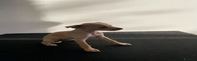 Mixed Breed 6