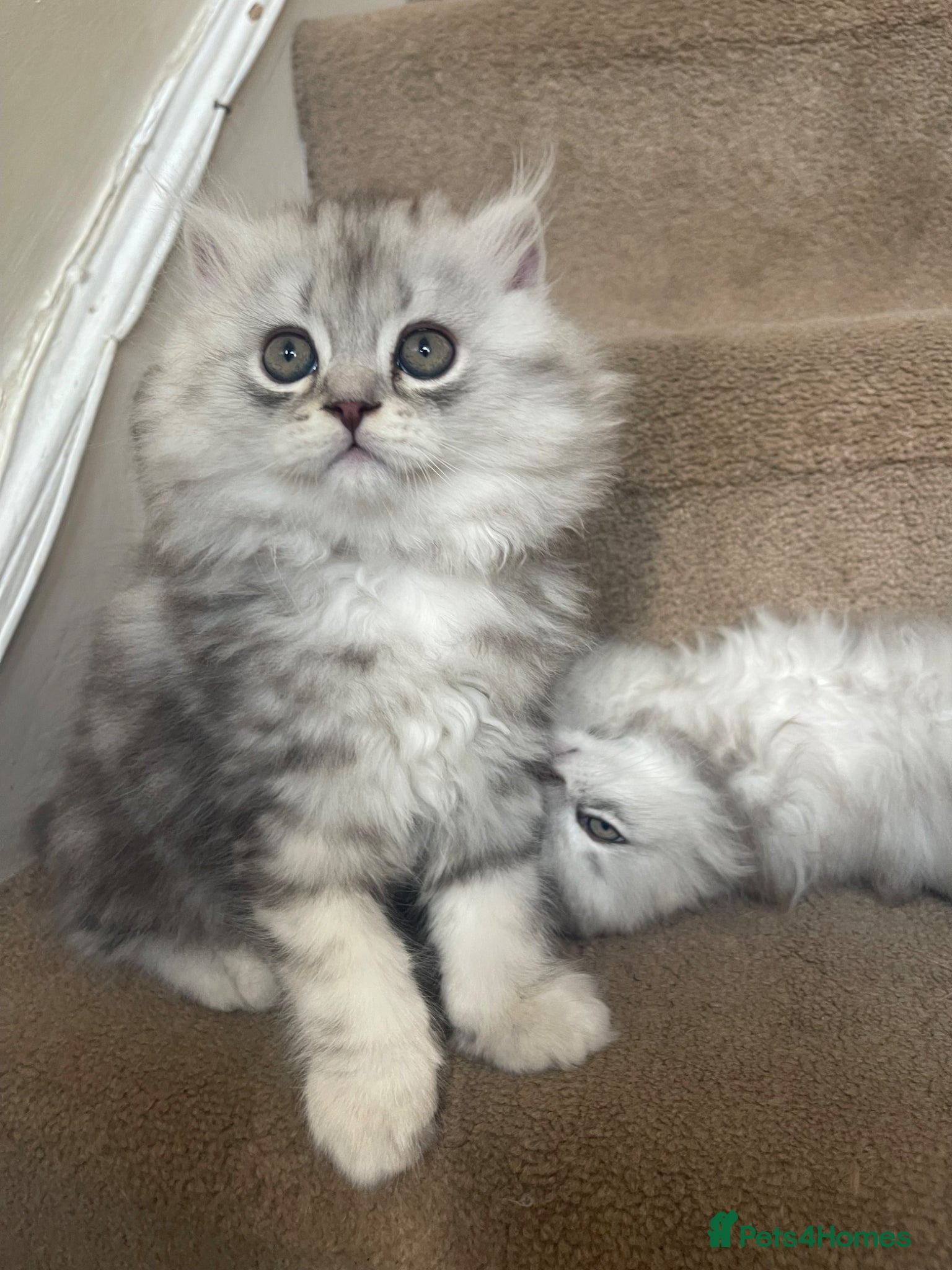 Scottish Fold cats for sale: Scottish Fold/Straight - Advert 7