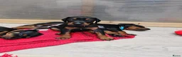 Dobermann dogs for sale: Gorgeous Full Pedigree Doberman puppies for sale  in Hull - Advert 18