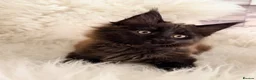 Maine Coon cats for sale: TICA registered pure breed Maine coon kittens - Advert 7