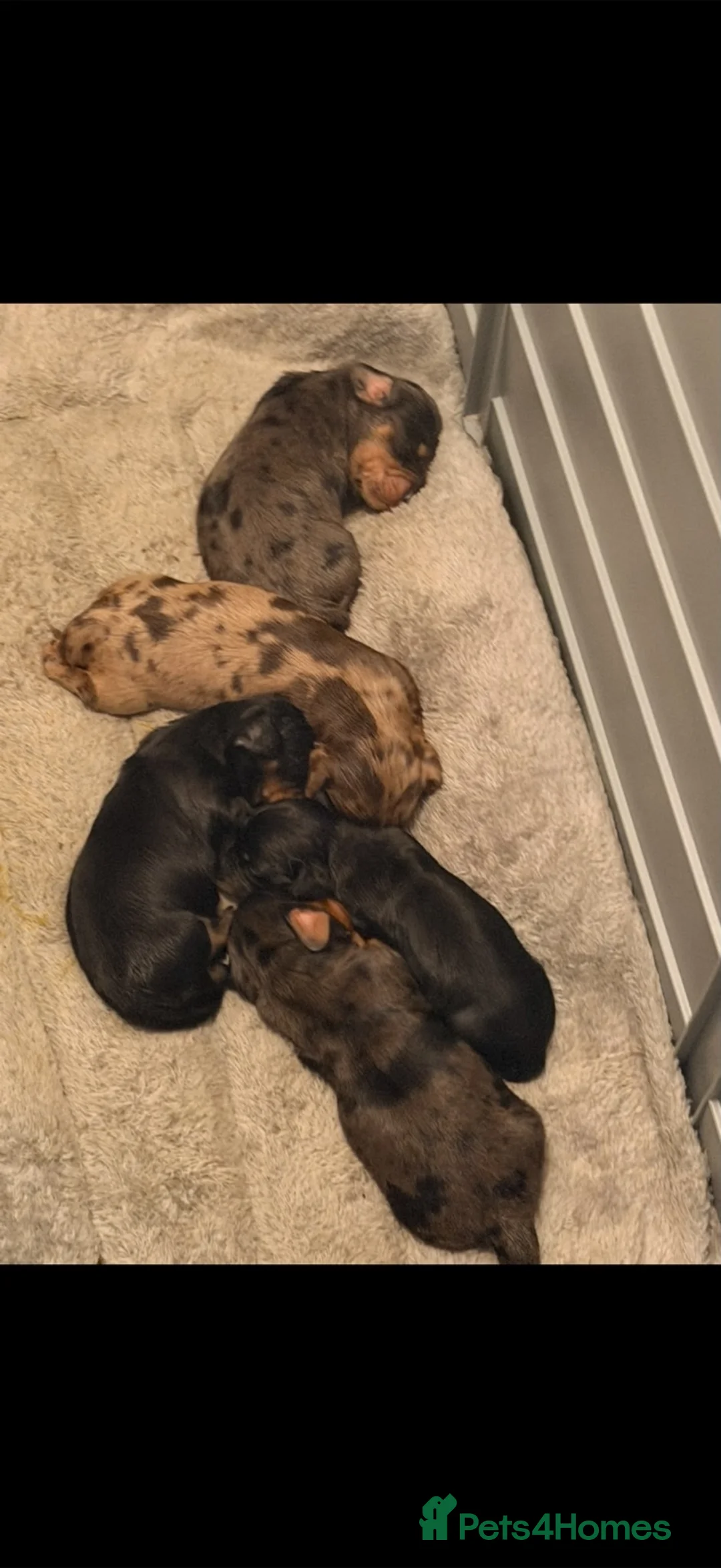 Dachshund dogs for sale: Long haired miniature dachshund  - Advert 2