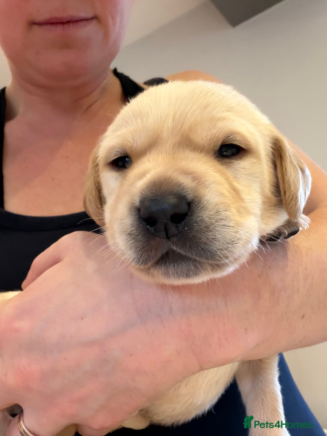 Labrador Retriever dogs for sale: Only 2 golden girls left! Ready for forever homes! - Advert 15