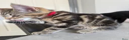 Mixed Breed cats for sale: Maincoon cross kittens  - Advert 5