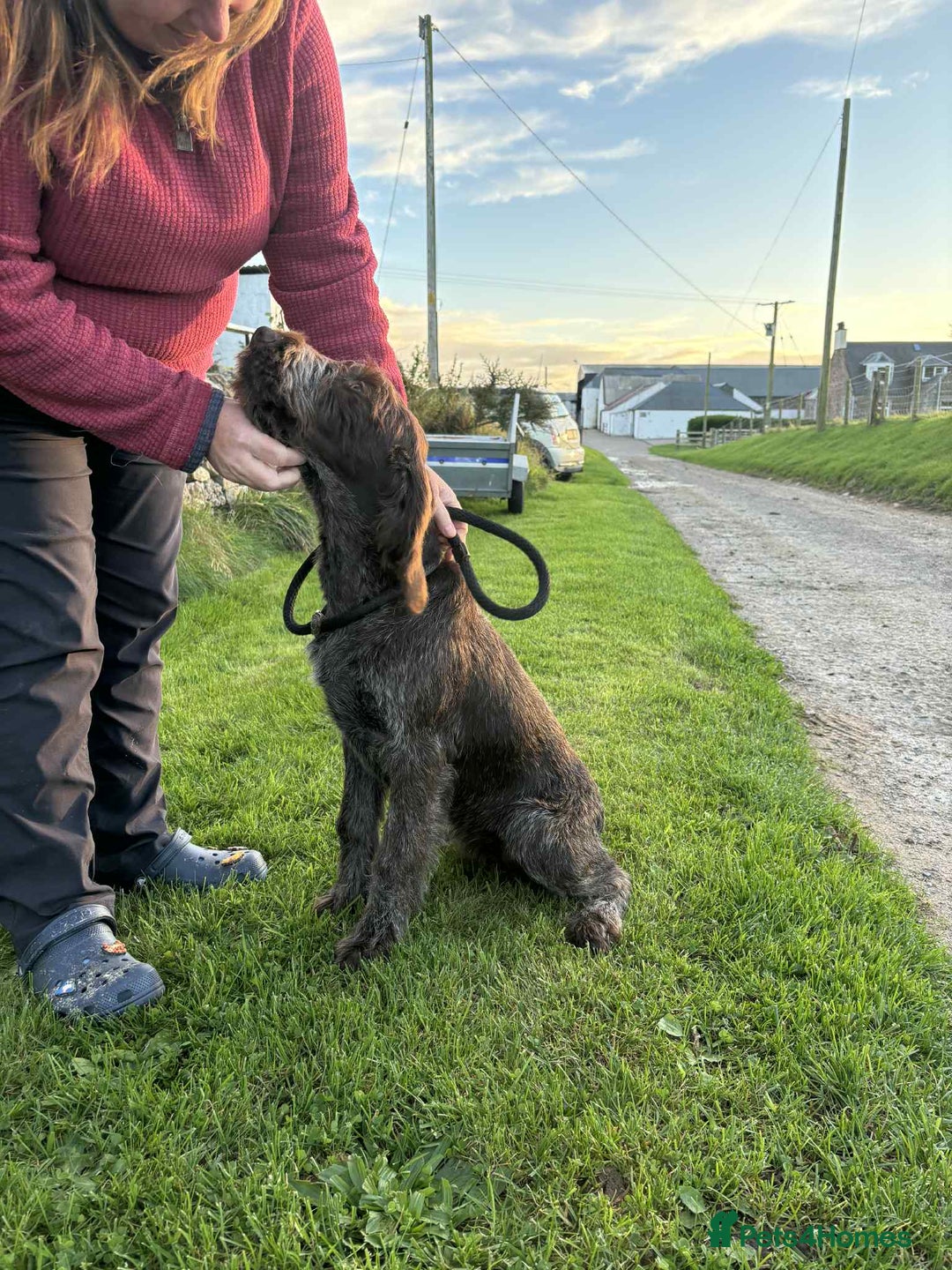German Wirehaired Pointer dogs for sale: Gorgeous GWP bitch Puppy  - Image 12