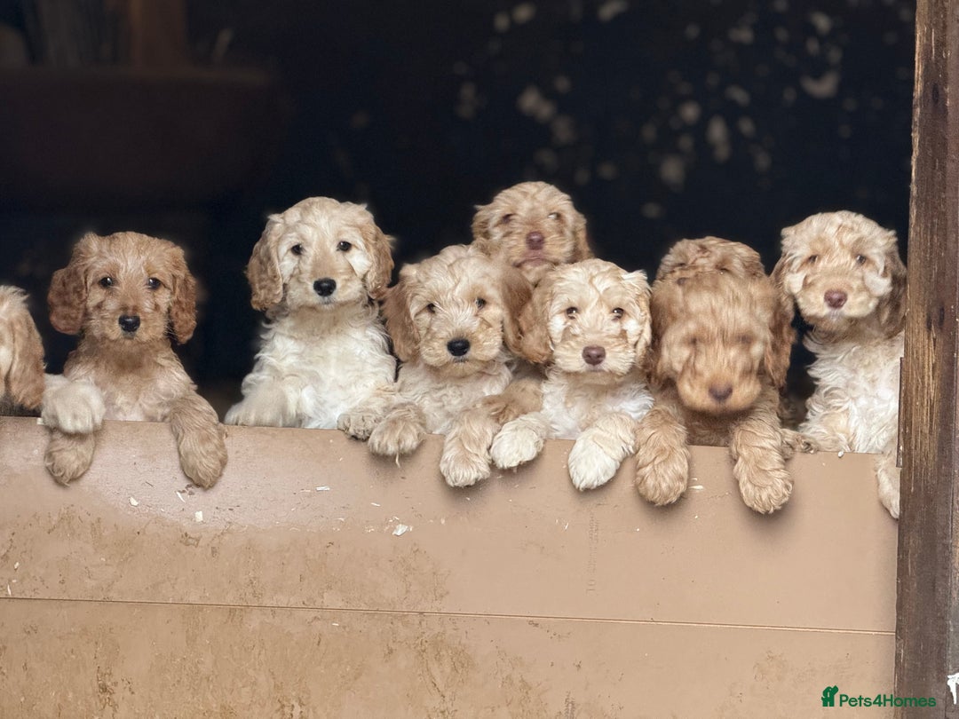 Cockapoo dogs for sale: F1 standard Cockapoo’s  - Advert 8