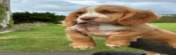 Cocker Spaniel dogs for sale: Cocker Spaniel Puppies -Ready Now - Advert 21