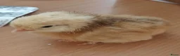 Chickens poultry for sale: Newborn baby chicks for sale in London  - Advert 8