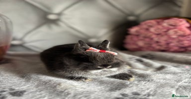 Netherland Dwarf rabbits - Advert 11