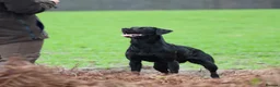 Labrador Retriever dogs for sale: READY TO LEAVE! 1 Black bitch 1 yellow dog left - Advert 23