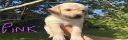 Goldador dogs for sale: Golden Retriever Labrador Puppies - Advert 7