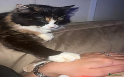 Mixed Breed cats for sale: Beautiful cat for adoption - Advert 10