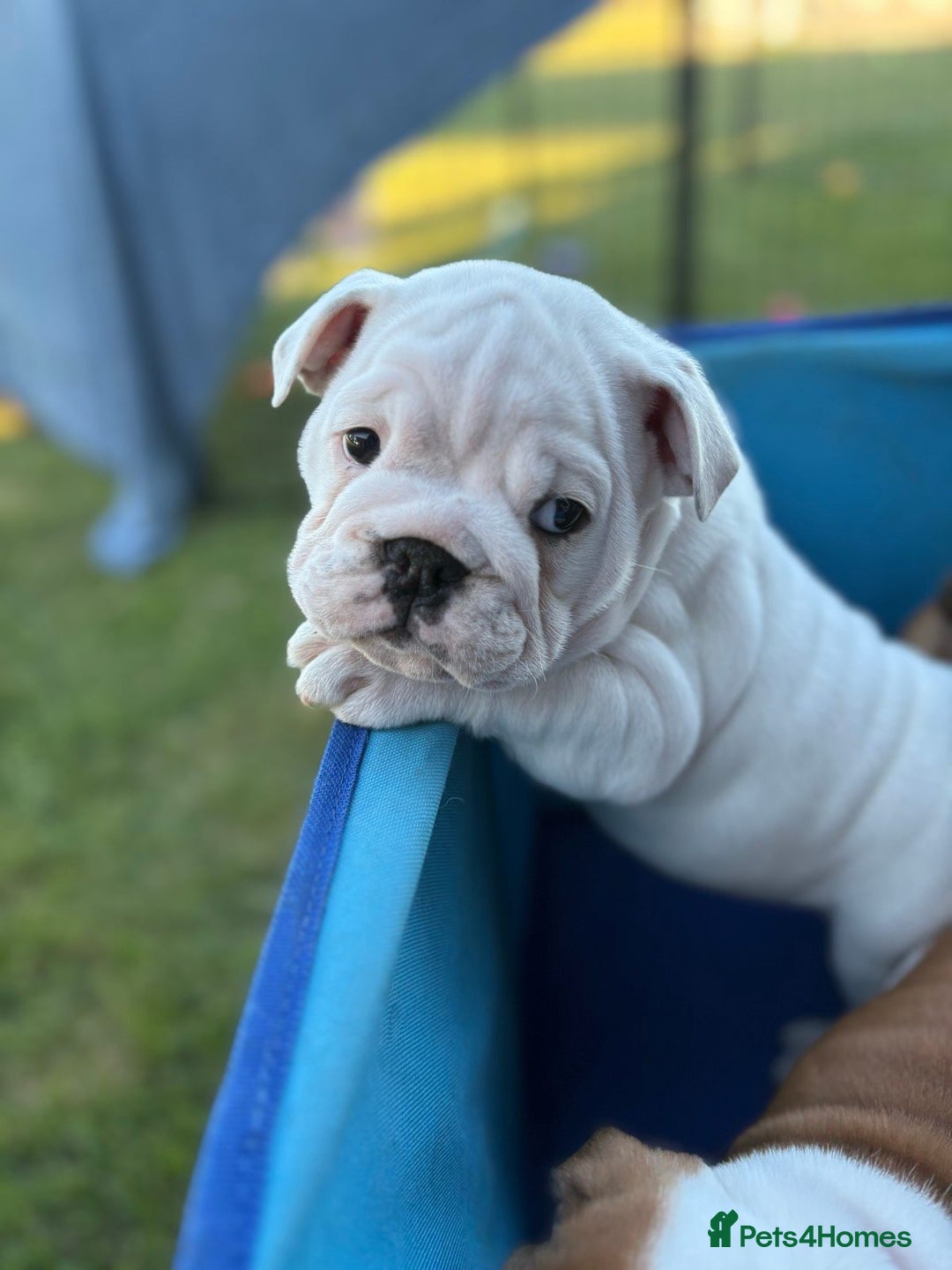 English Bulldog dogs for sale: Gorgeous Purebred English Bulldog Puppies - Image 6