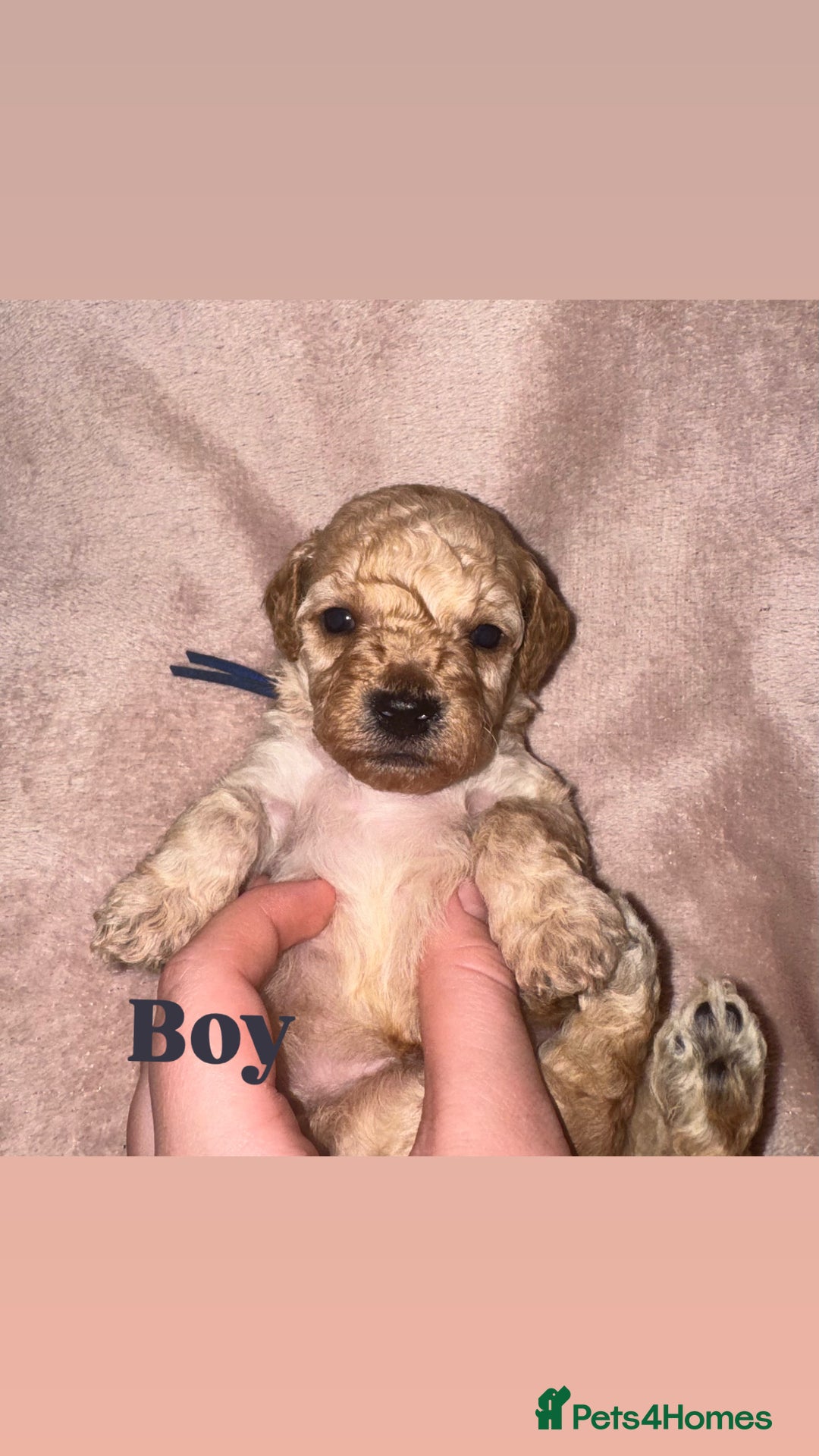 Cockapoo dogs for sale: Cockapoo Puppies  - Advert 4