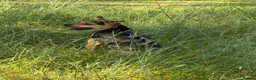 Jack Chi dogs for stud: chihuahua x jack russel stud loki🐾 - Advert 3