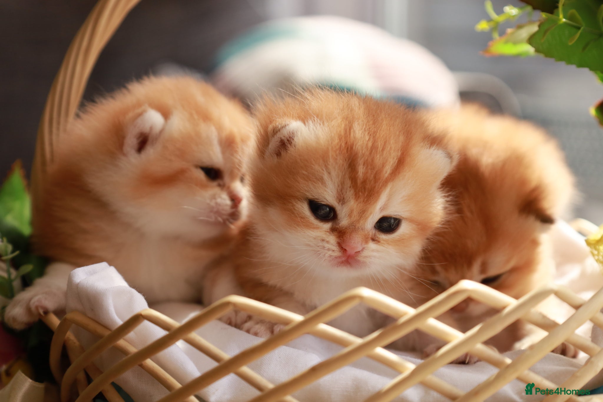 British Longhair cats chocolate gold n12.girl.TICA reg - Advert 1