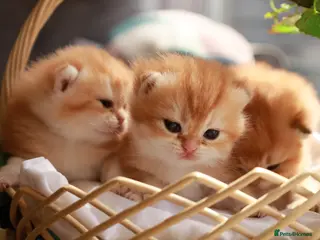 British Longhair cats chocolate gold n12.girl.TICA reg - Advert 1