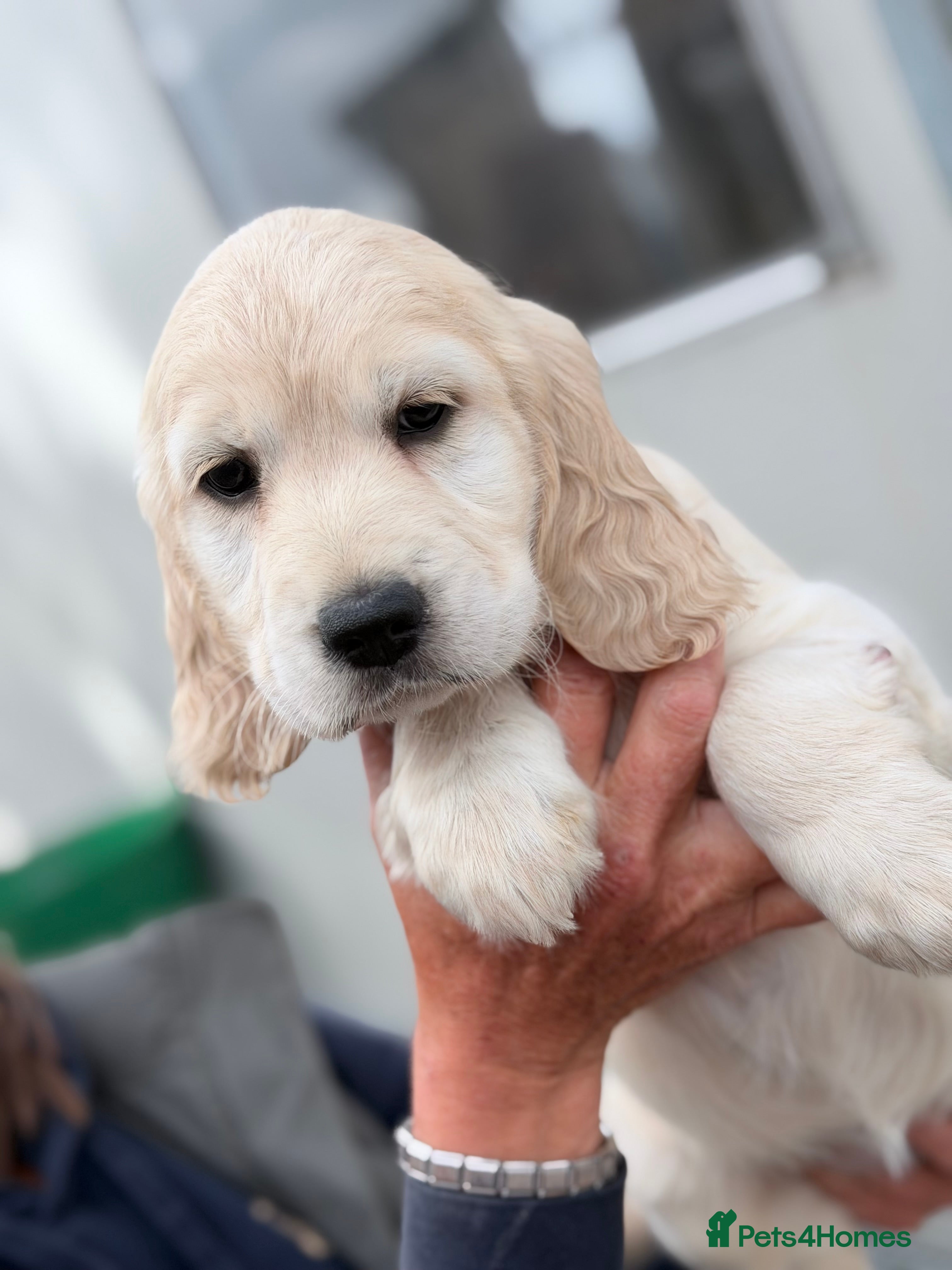 Mixed Breed dogs Cocker spaniel x golden retriever - Advert 2