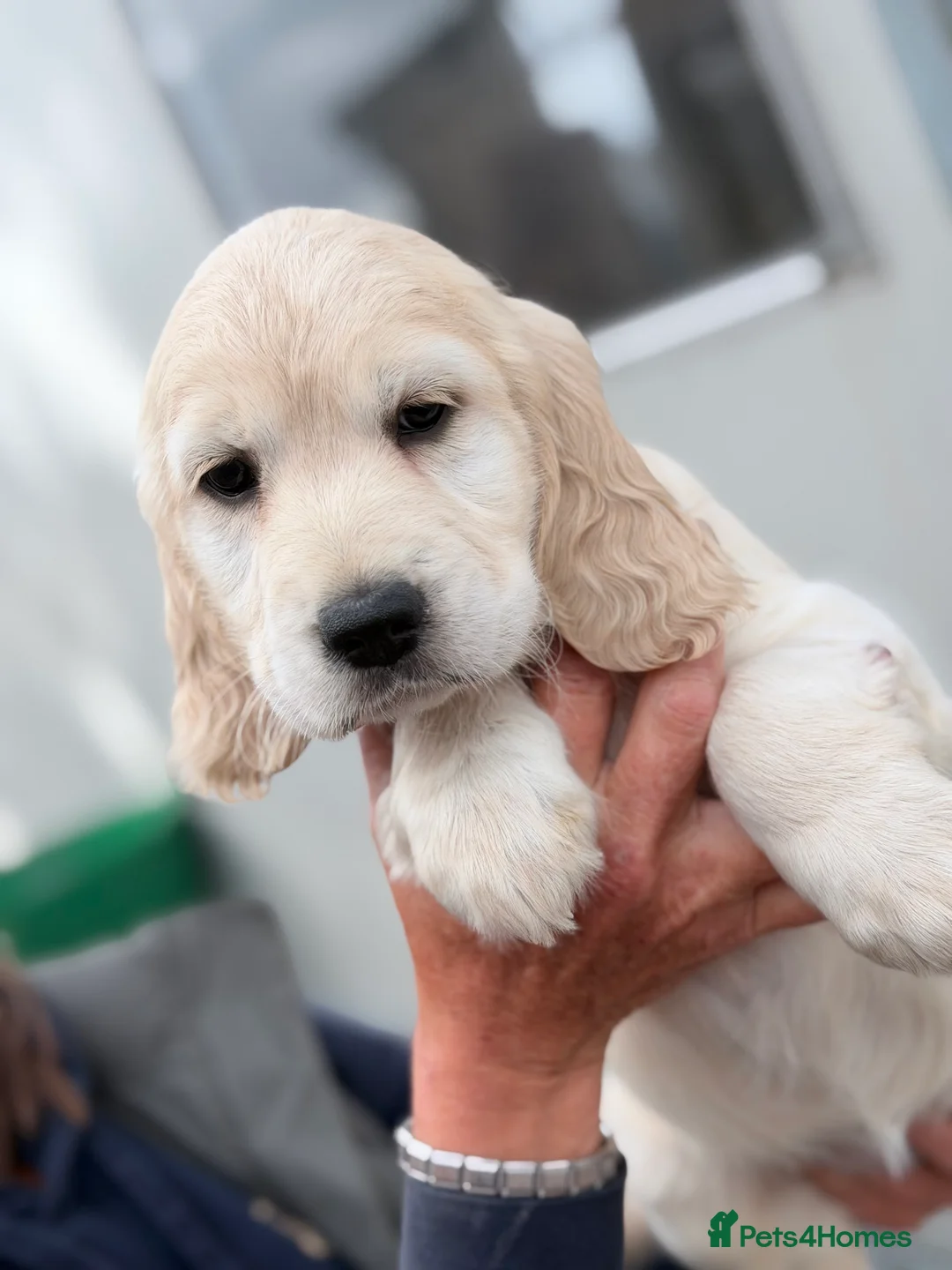 Mixed Breed dogs for sale: Cocker spaniel x golden retriever - Advert 2