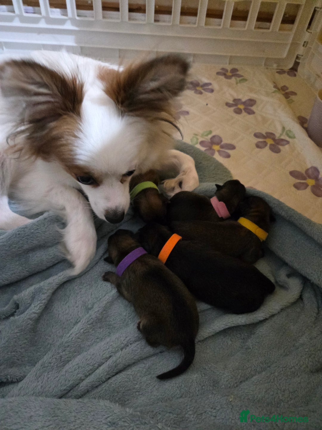 Pomchi dogs for sale: 🐶 Adorable Pomchi Puppies Available! 🐶 - Advert 4