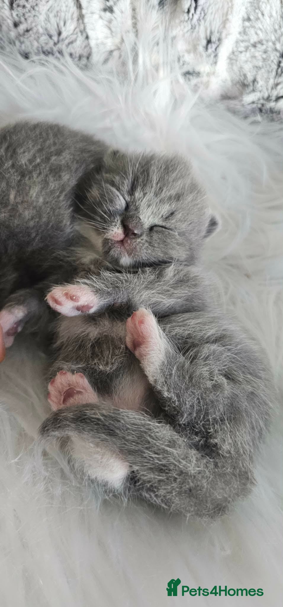 British Shorthair cats British Shorthair Kittens GCCF - Advert 1