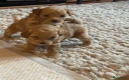 Maltipoo dogs for sale: Real life teddy bear f1 Maltipoos ❤️💥 - Image 13