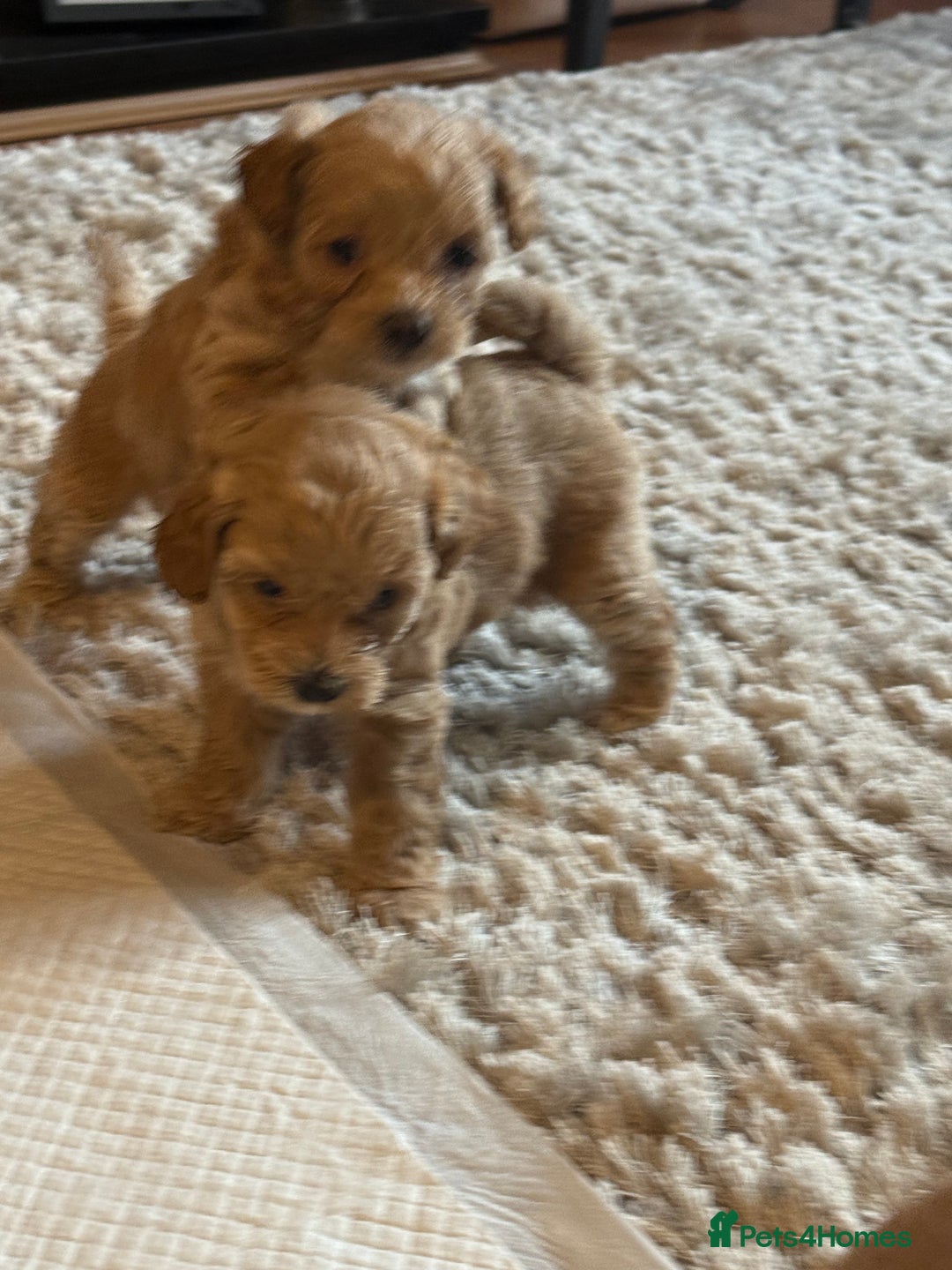 Maltipoo dogs for sale: Real life teddy bear f1 Maltipoos ❤️💥 - Image 13