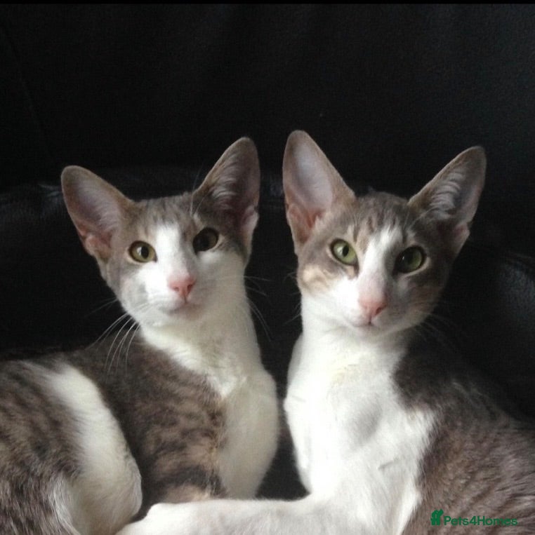 Mixed Breed cats Two gorgeous oriental/bengal cats  - Advert 2
